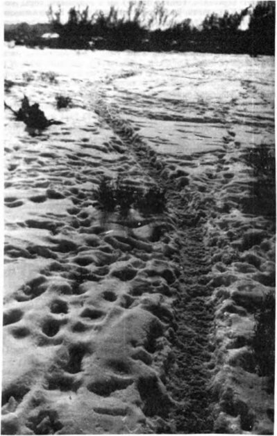 Тропы сайгаков на местах зимовок. Казахстан, долина р.Чу, декабрь 1991 г.