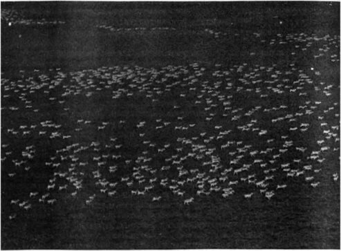 Весенние миграции сайгаков. Казахстан, долина р. Чу, апрель 1972 г.