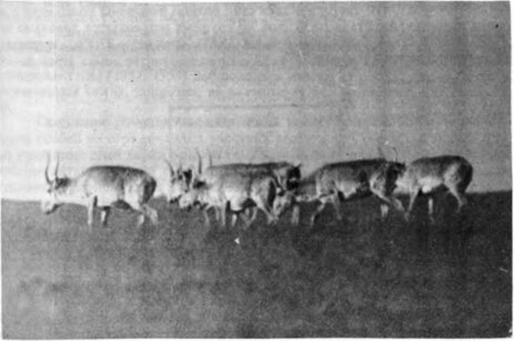 Отдельное стадо, состоящее из самцов. Калмыкия, май 1970 г.