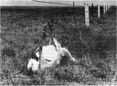 Сайгак, погибший на огороженных пастбищах.