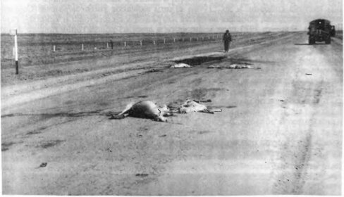 Сайгаки, обитые автомашинами на автотрассе Элиста-Астрахань, июнь 1977 г.