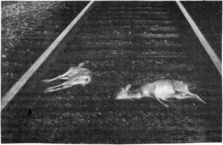 Сайгаки, сбитые поездом. Казахстан. Жезказганская область, июнь 1988 г.