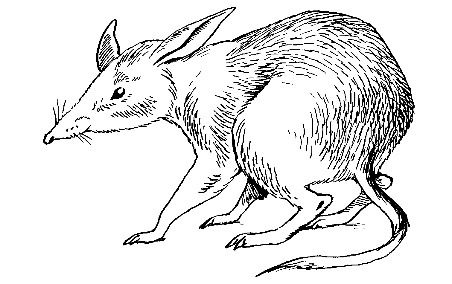 Рис 5 Свиноногии бандикут Chaeropus ecaudatus