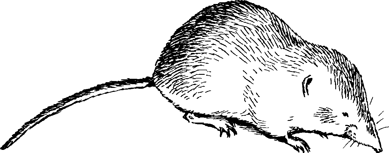 Рис 17 Бухарская бурозубка Sorex bucharensis