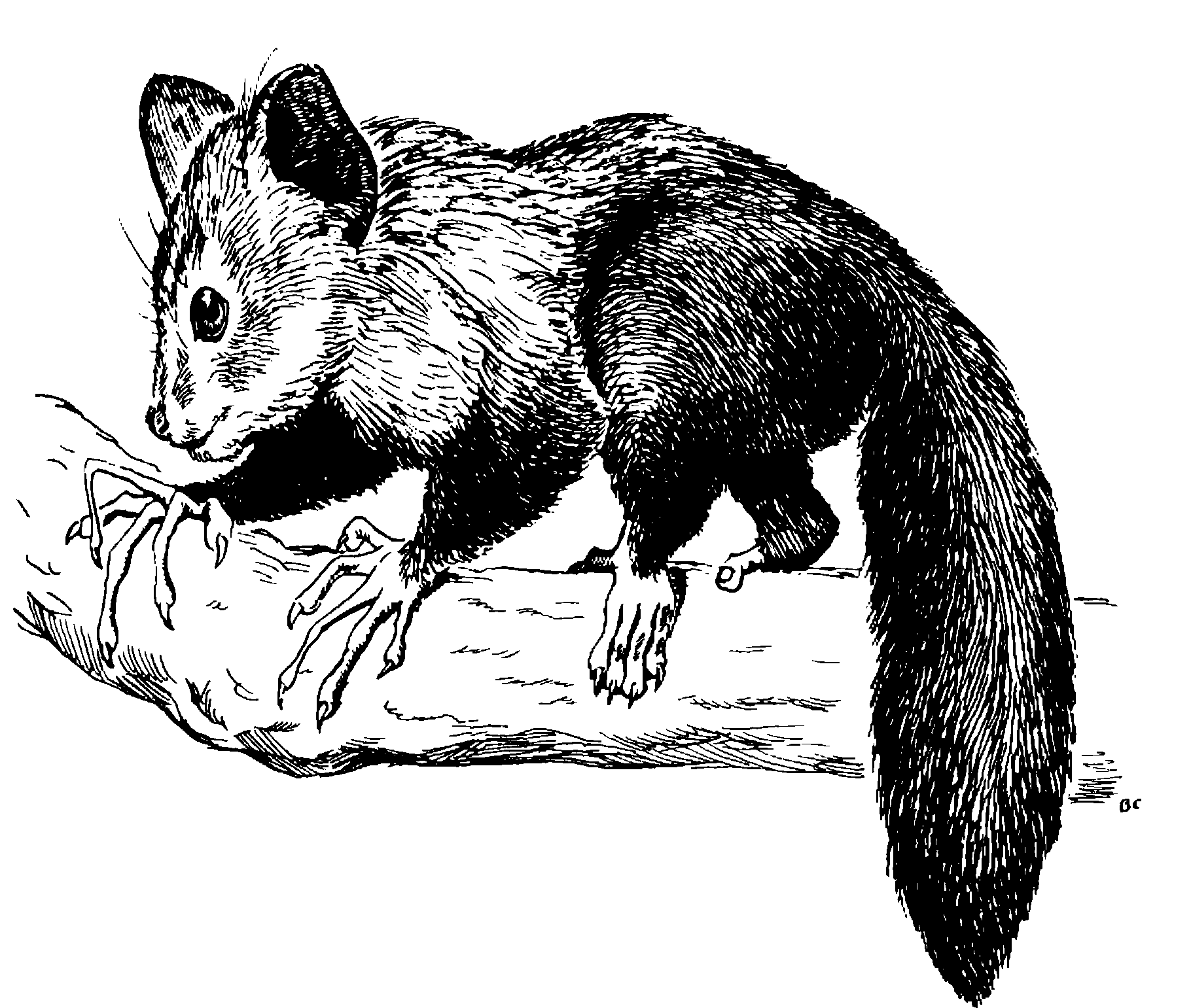 Рис 25 Руконожка Daubentoma madagastariensis