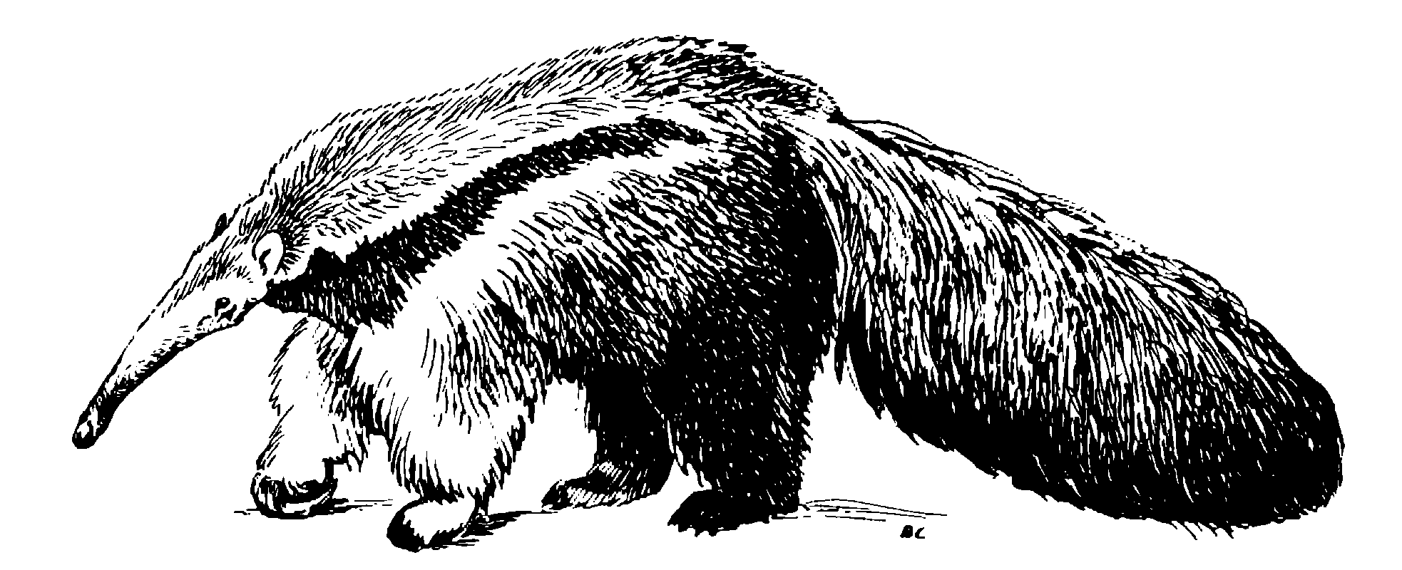 . 39.   Myrmecophaga tridactyla