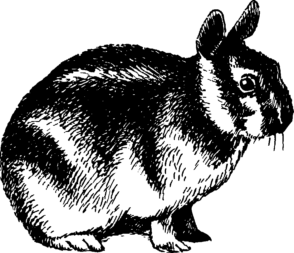 Рис 43. Полосатый заяц Nesolagus netscheri