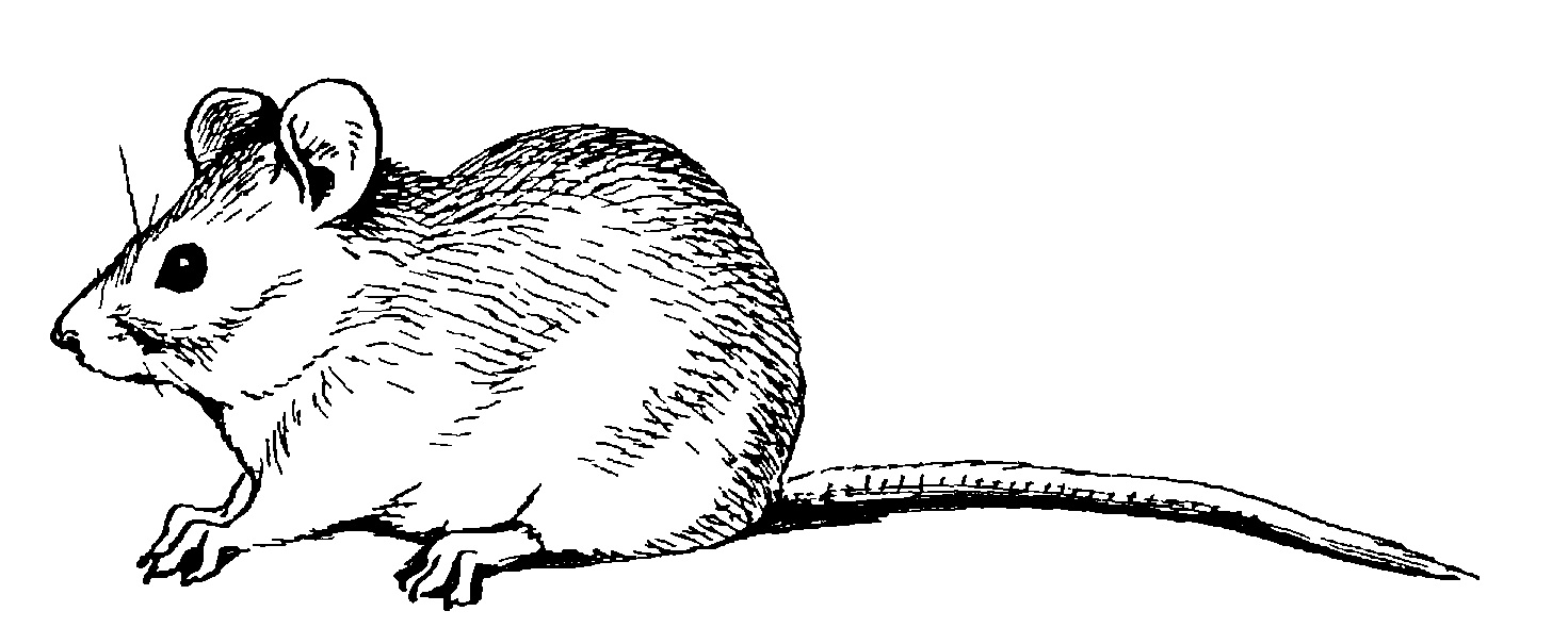  52    Myomimus personatus