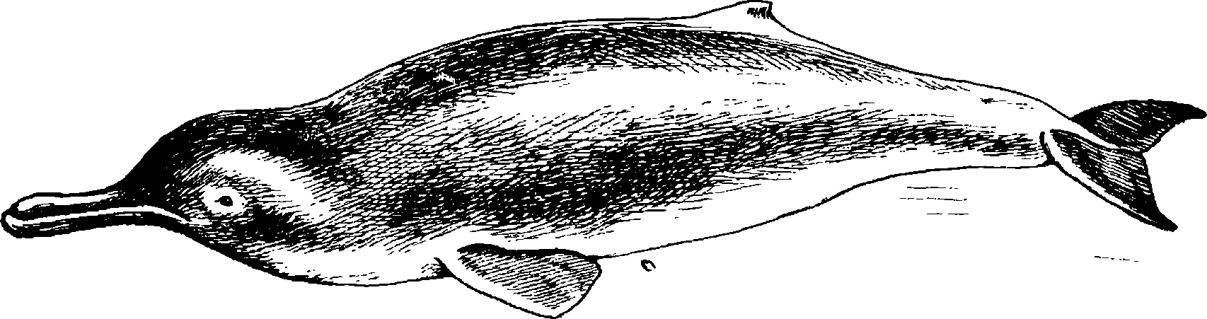 Рис. 57. Гангский дельфин Platanista gangetica
