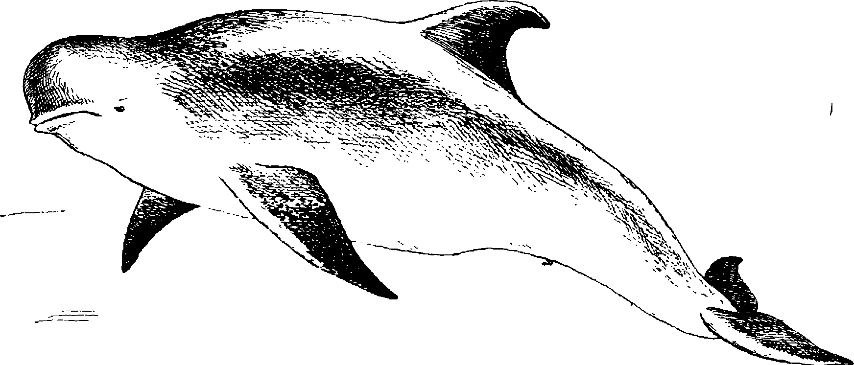 . 58.   Grampus griseus