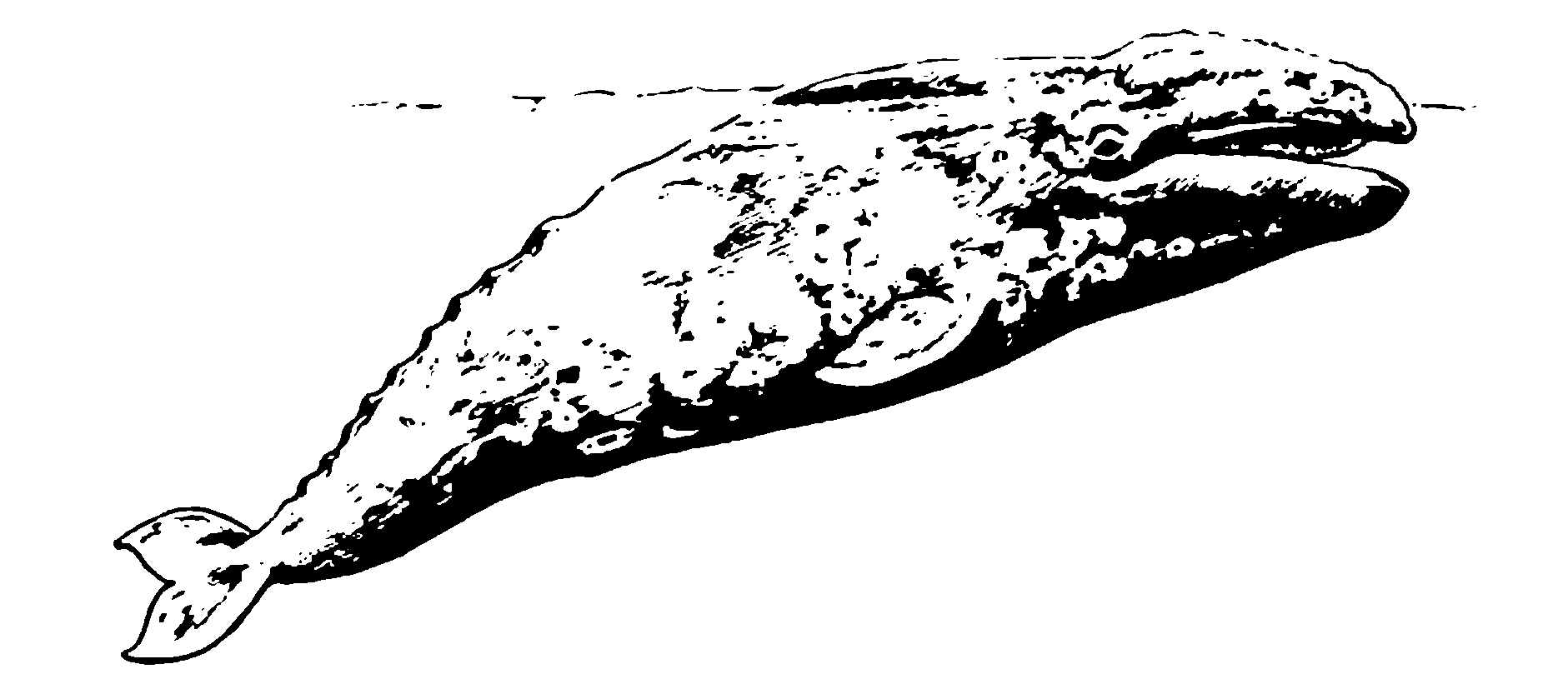 Рис. (»(». Серый киї hsi Ііпсішиь robustu