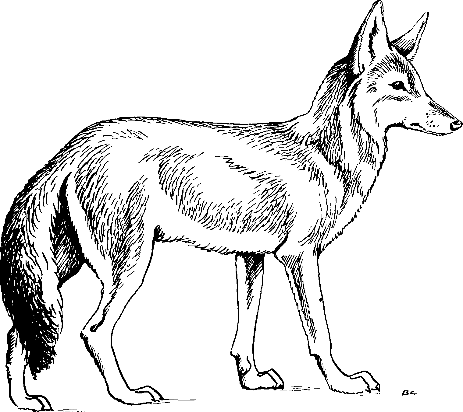 Рис. 72. Эфиопский шакал Canis simensis