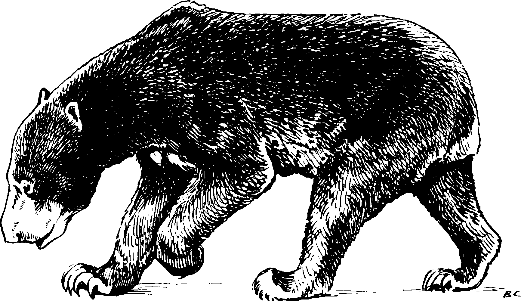 Рис. 79. Малайский медведь Helarctos та lay anus