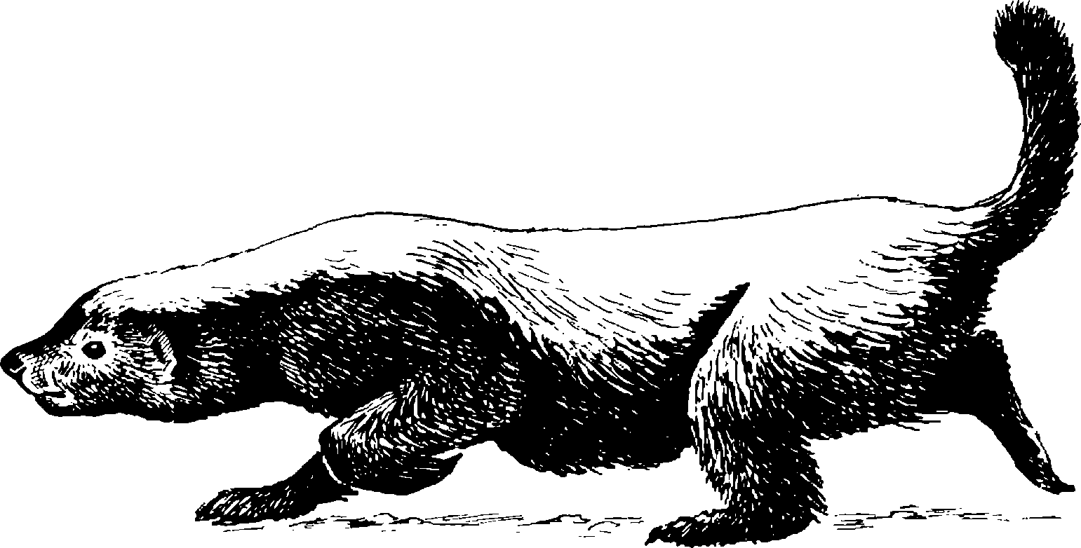 . 85.  Mellivora capensis