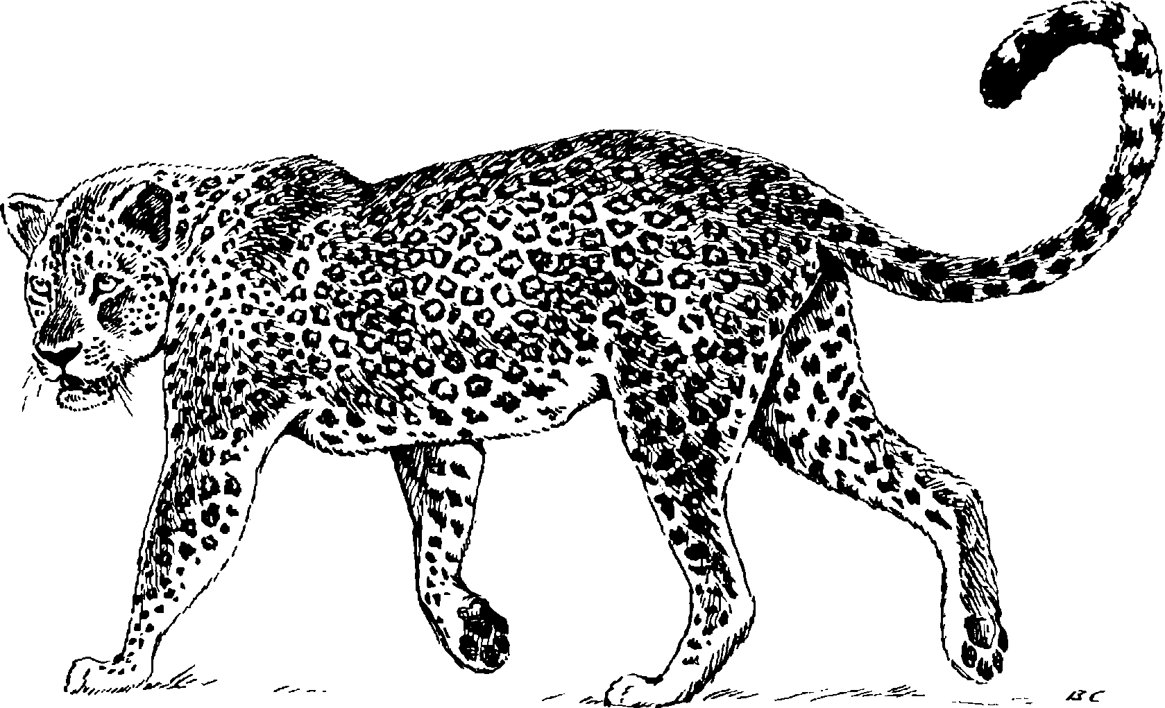 Рис. 102. Леопард Panthera pardus