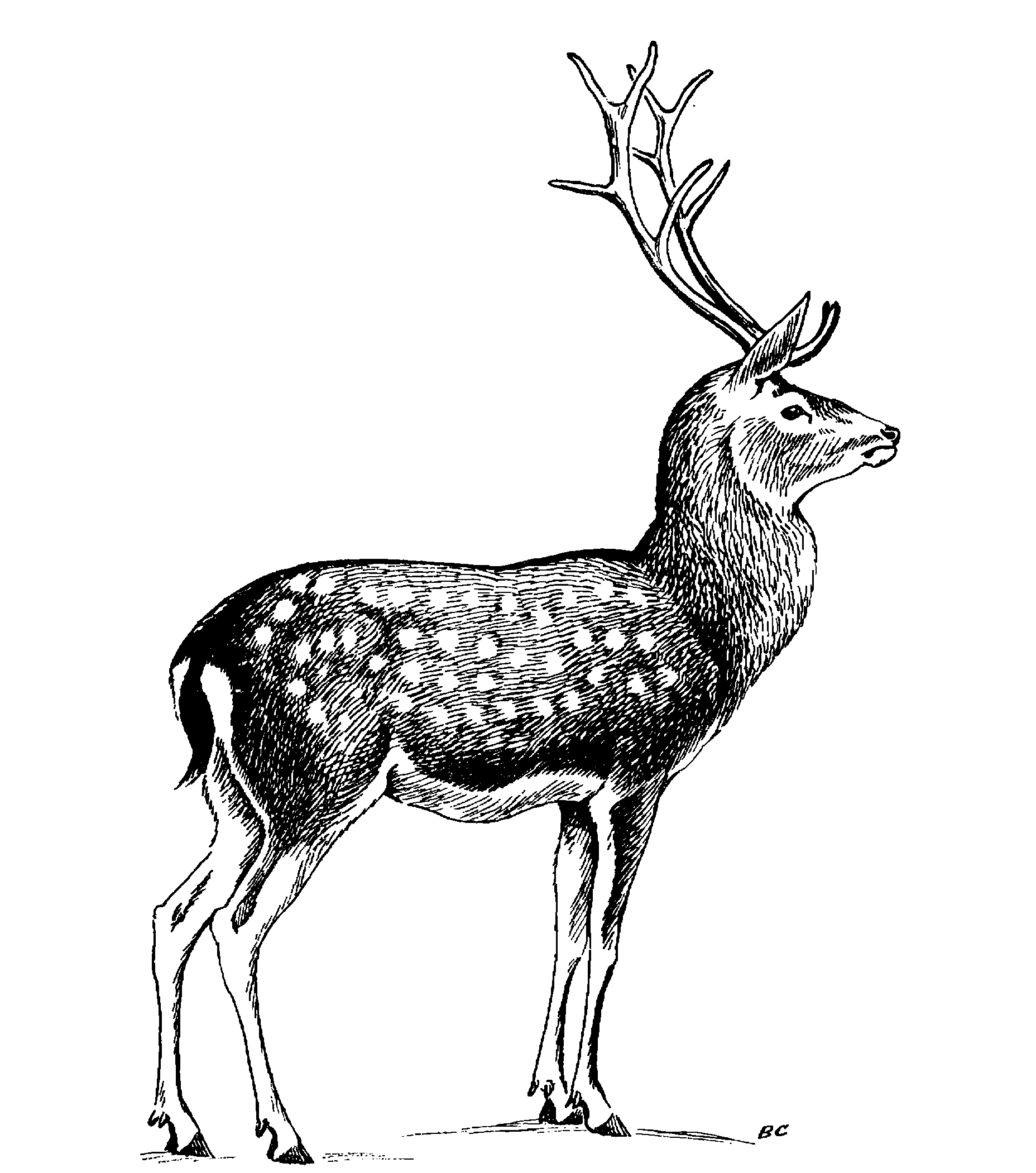 . 117.    Cervus nippon hortulorum