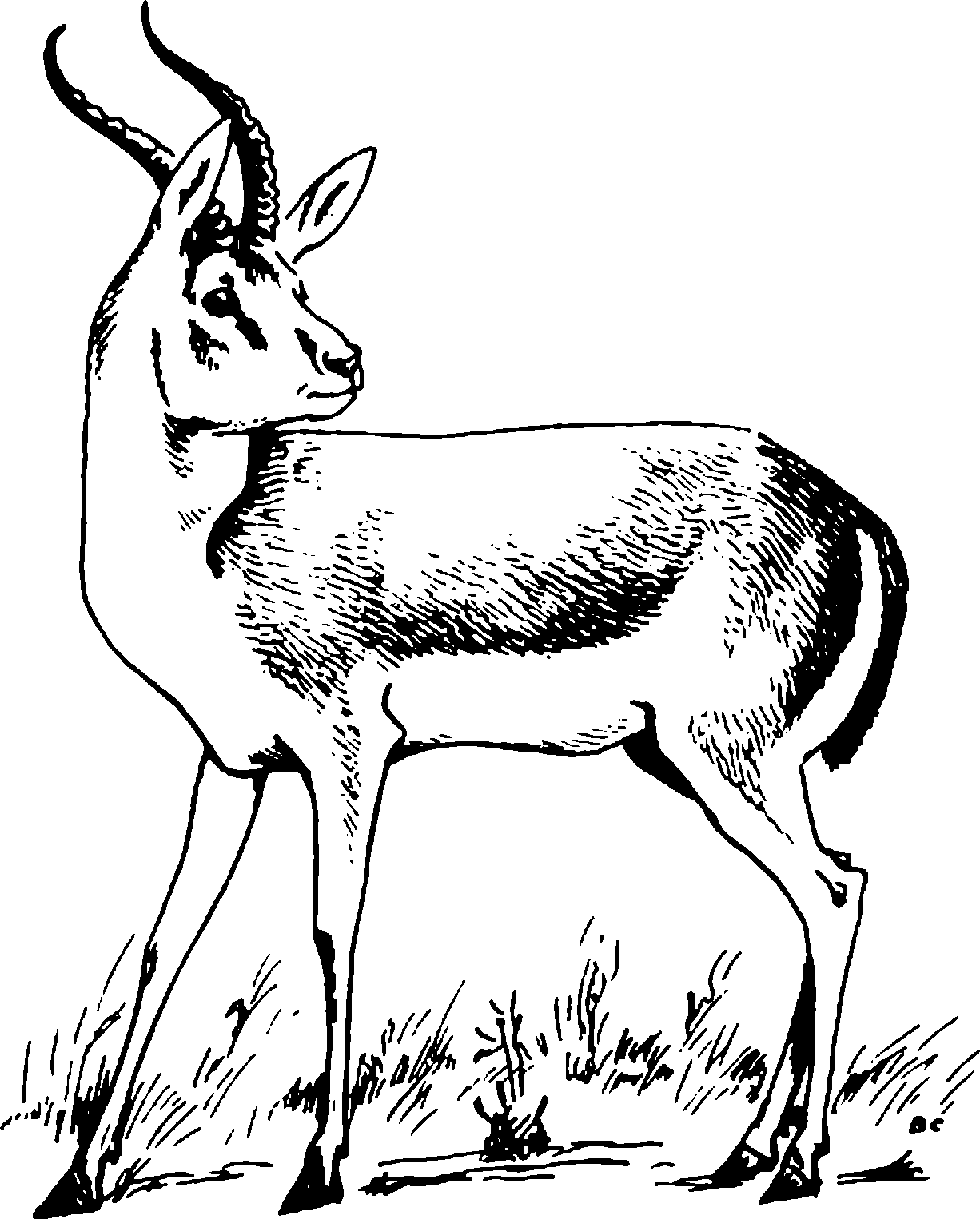 Рис. 129. Джейран Gazella subgutturosa