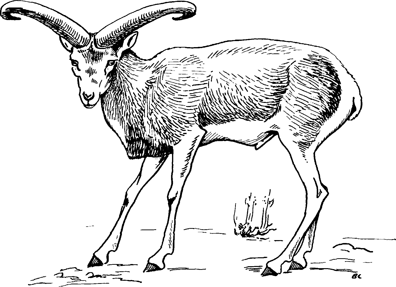 Рис. 133. Закавказский баран Ovis аттоп gmelini