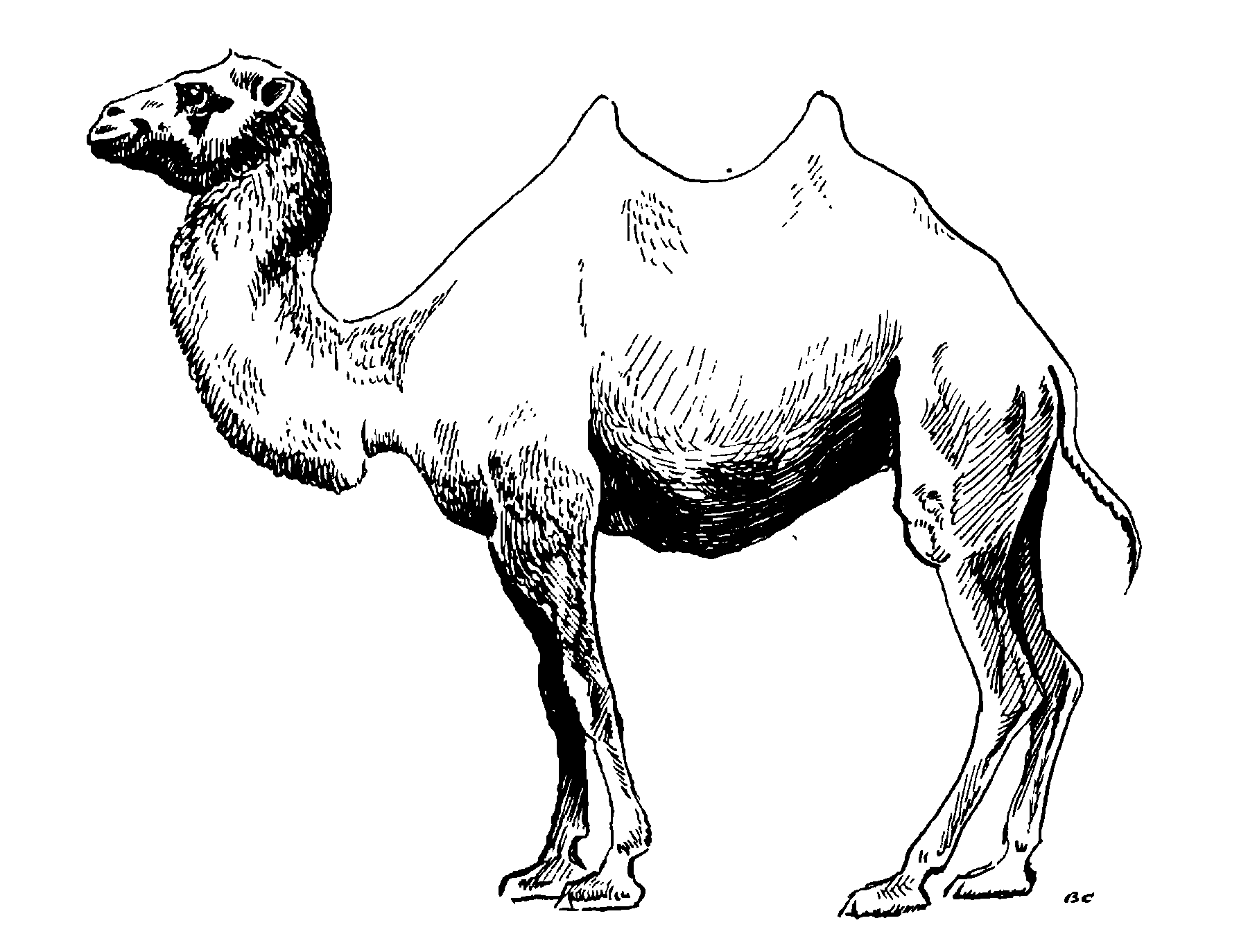 Рис. 139. Дикий двугорбый верблюд Camelus bactrianus