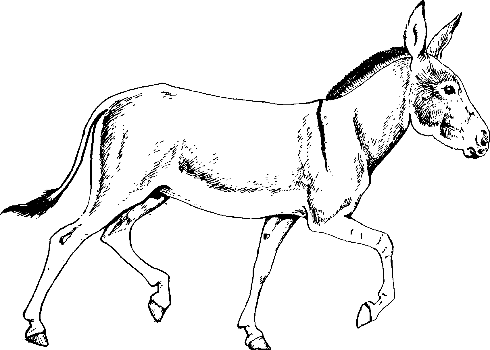 . 141.   Equus africanus