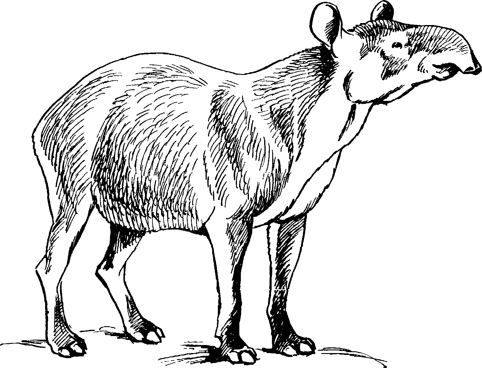 . 146.   Tapirus pinchaque