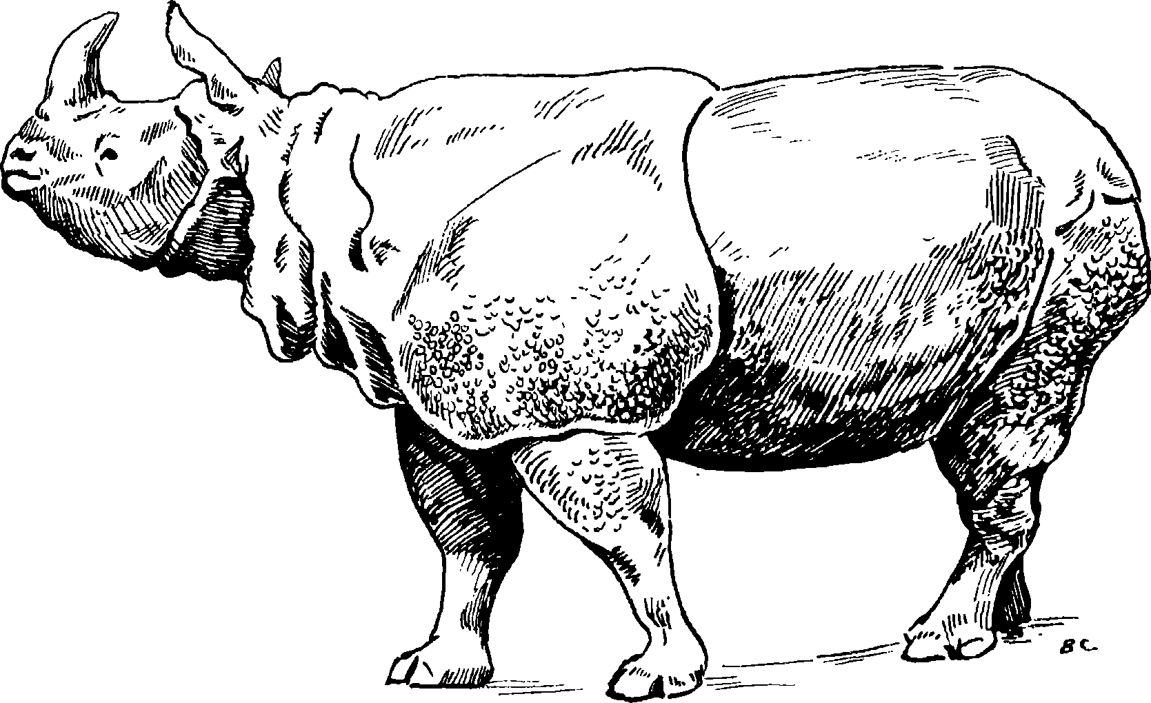 Рис. 150. Индийский носорог Rhinoceros unicornis