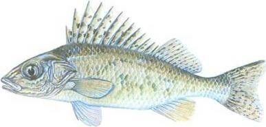 Рис. 32. Ёрш обыкновенный (Gimnocephalus сегпиа).