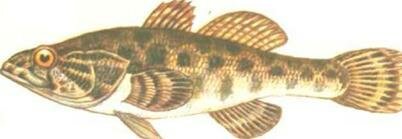 . 33. - (Perccottus glehni).