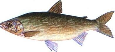 . 39.  (Coregonus peled).