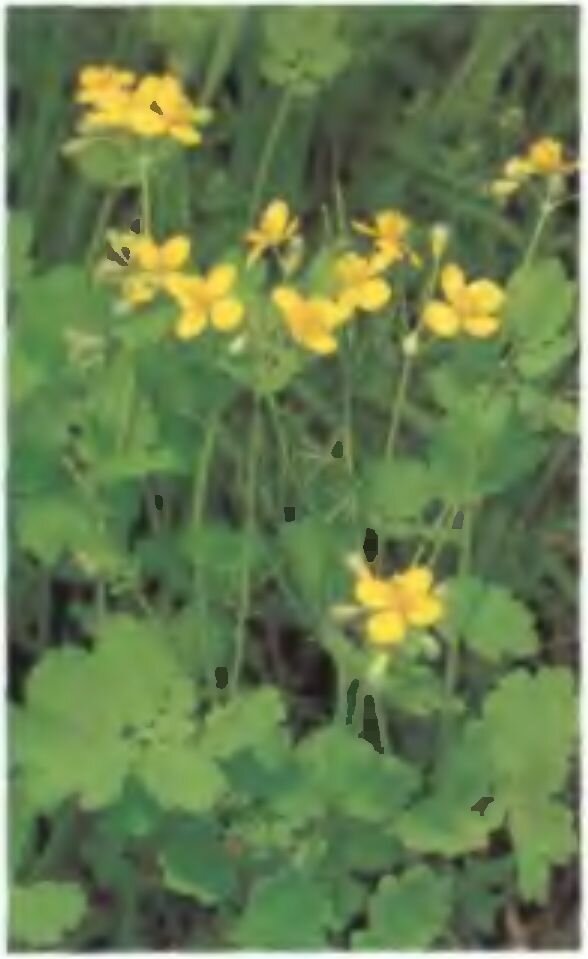 Чистотел Яркий желто-оранжевый млечный сок может вызвать раздражение кожи