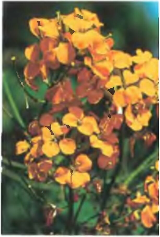 Цветки желтофиоли