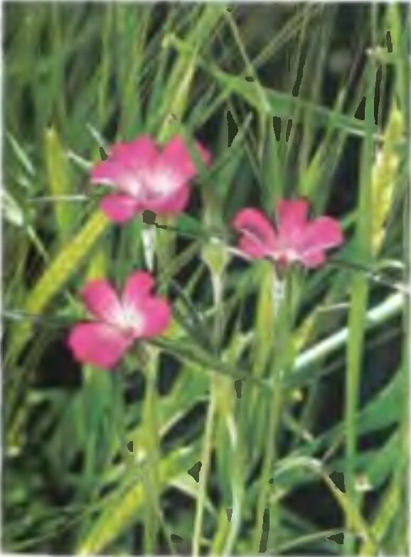 Куколь посевной