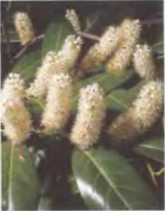 Соцветия лавровишни