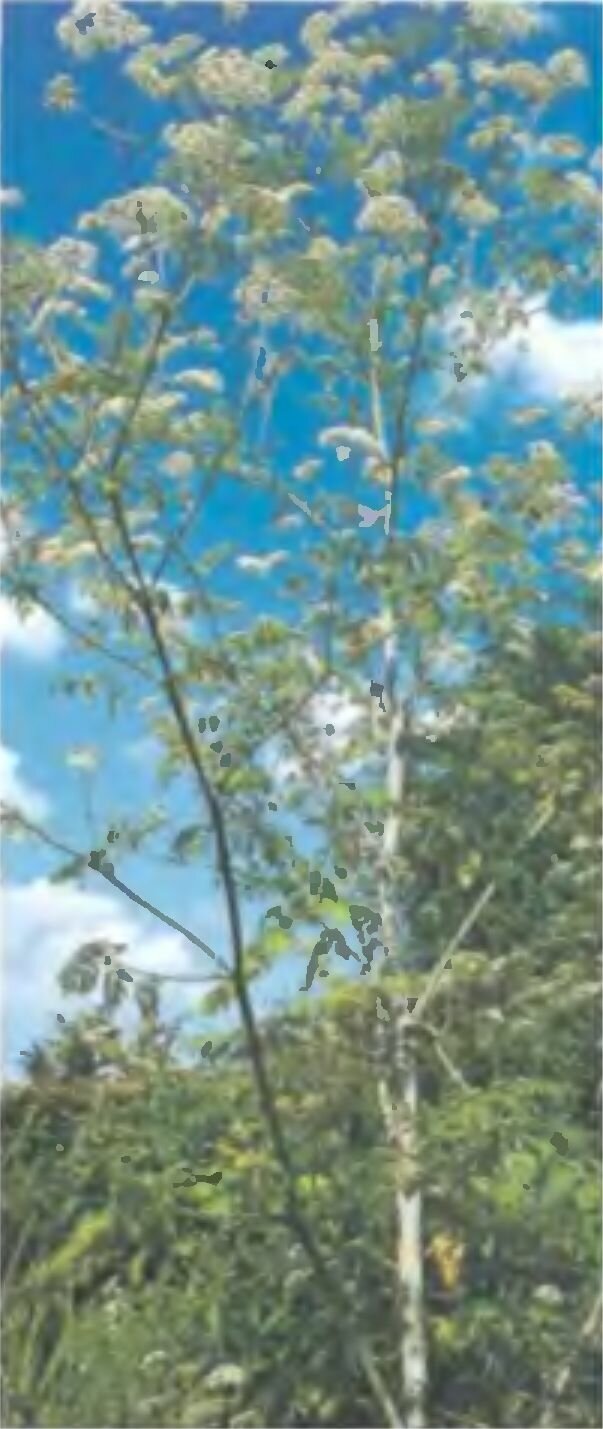 Болиголов часто путают с пряными травами