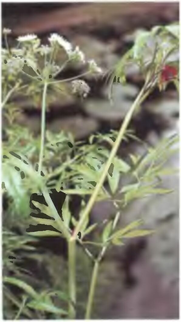 Вех ядовитый ( цикута )