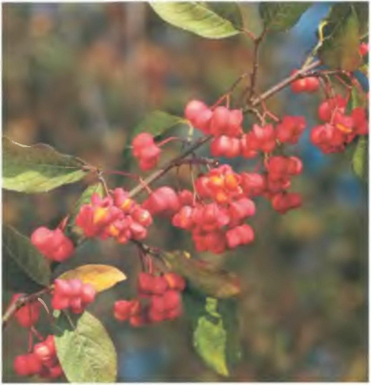 Цвети форма плодов бересклета могут соблазнить детей