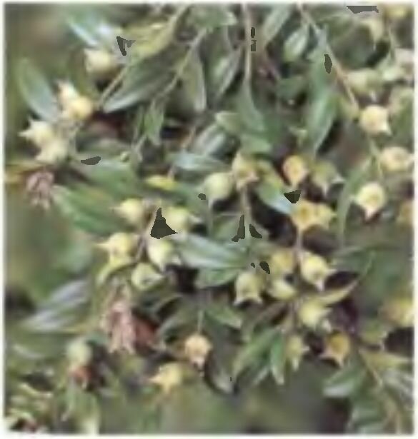 Зрелые и незрелые плоды самшита