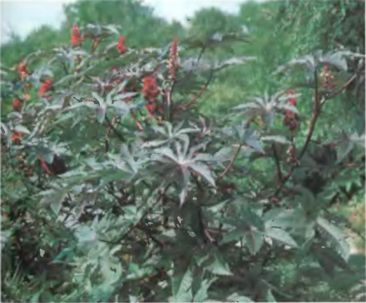 Клещевина обыкновенная с соцветиями и круглыми красноватыми плодами