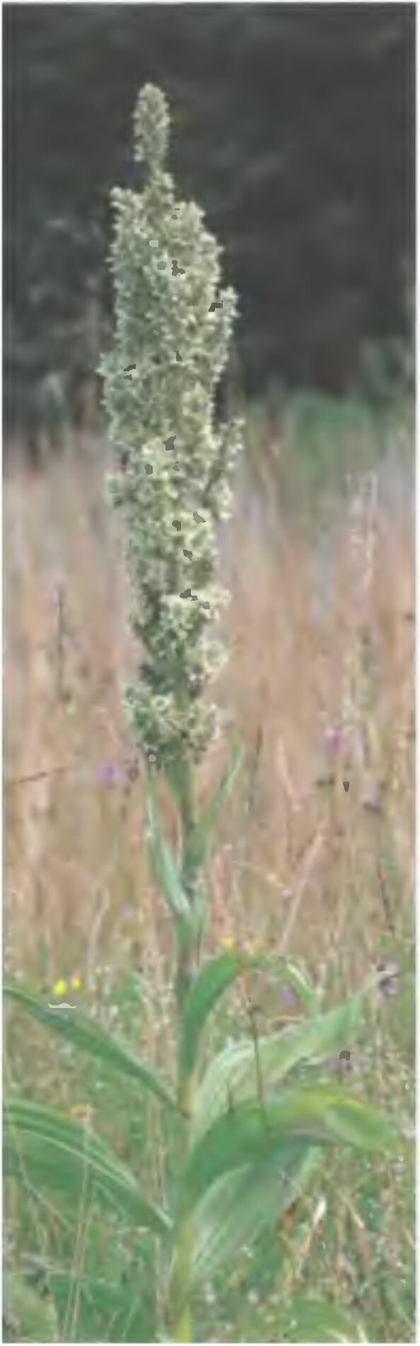 Одуванчик вреден лишь при приеме в пищу в очень больших количествах