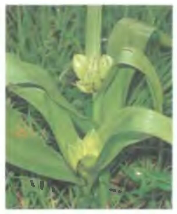 Чемерица белая