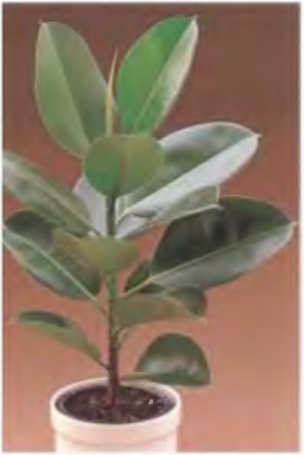 Катарантус розовый