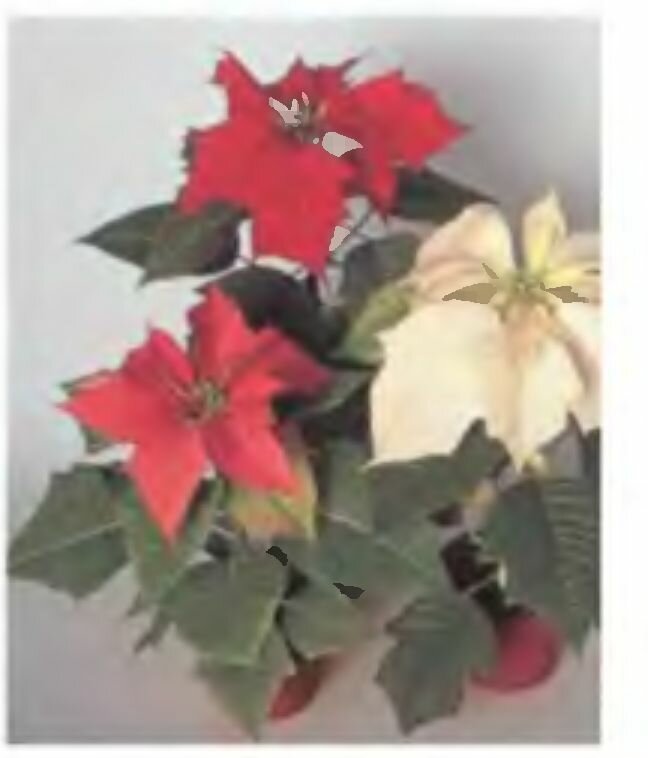 Кодиеум пестрый (кротон)