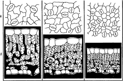         Filipendula ulmaria ( Yapp R. ., 1912)