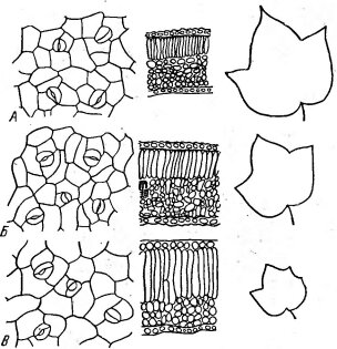Изменение строения листа хлопчатника при засолении (по Строгонову Б. П., 1973)