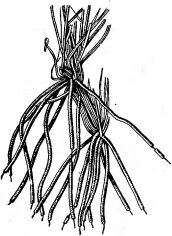 Корни пустынного злака— Aristida karelini (по Петрову М. П., 1950). Видны корневые чехлики из сцементированных песчинок