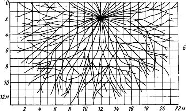Корневая система пустынного злака — Arislida karelini (по Петрову М. П., 1950). А — профиль, Б — план