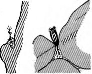 Местообитания растений на скалах пустыни Намиб (по Вальтеру Г., 1968)