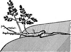Скальная форма роста сосны на гранитных скалах. Побережье Ладожского озера (по Ниценко А. А., 1951)