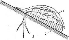 Остролодочник углубленный— между камнями, где скапли- Oxytropis immersa — пример высокогорного ВЭЮТСЯ ПЫЛЬ И МЄЛКОЗЄМ, НЄ- растения-литофита