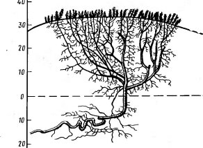 Куст багульника Ledum palustre, погребенный во мху (по Ниценко А. А., 1967)